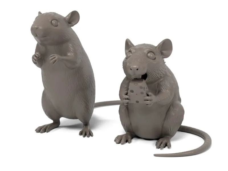 Rats