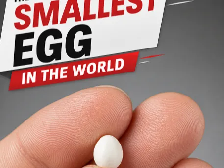 Mini egg world record