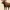 Low poly moose with antlers