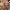 Fluffy Shih Tzu Companion Puppy – Noah0x03