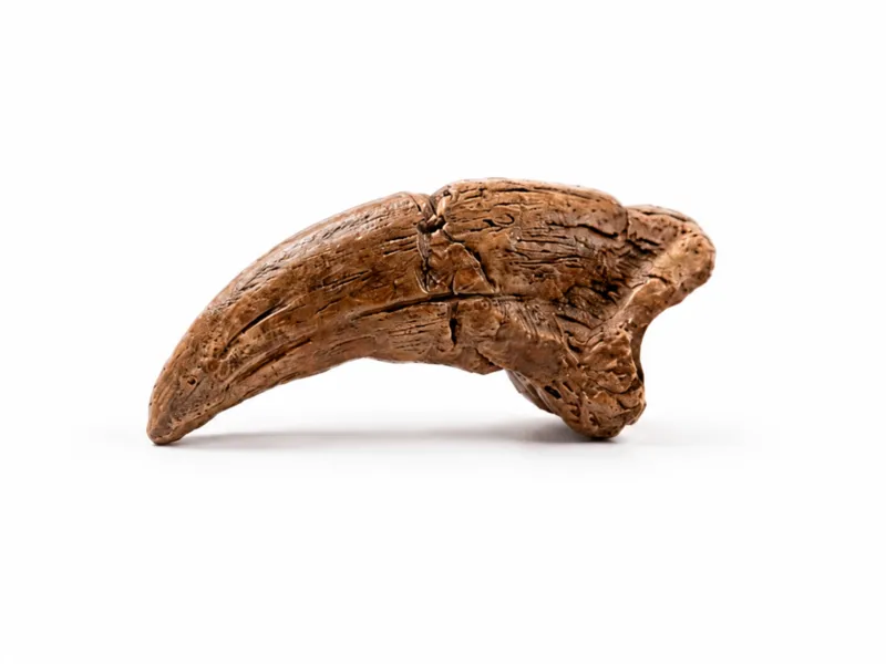 T-Rex Claw | Fossil Replica