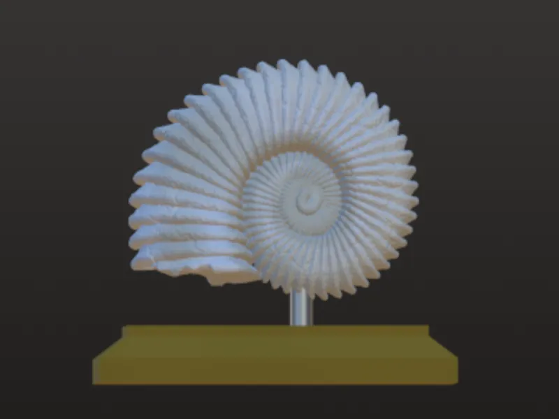 ammonite fossils