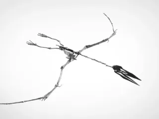 Pterodactyl skeleton