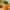 Pineapple Planter – Tropical Homeware - Real Plant Function
