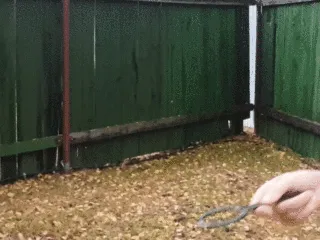 Throw-basket pendulum