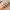 Chopstick with text