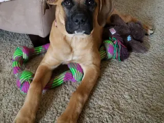 MakeNow CubeMe project - my puppy Shelby