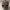 pumpkin_skull