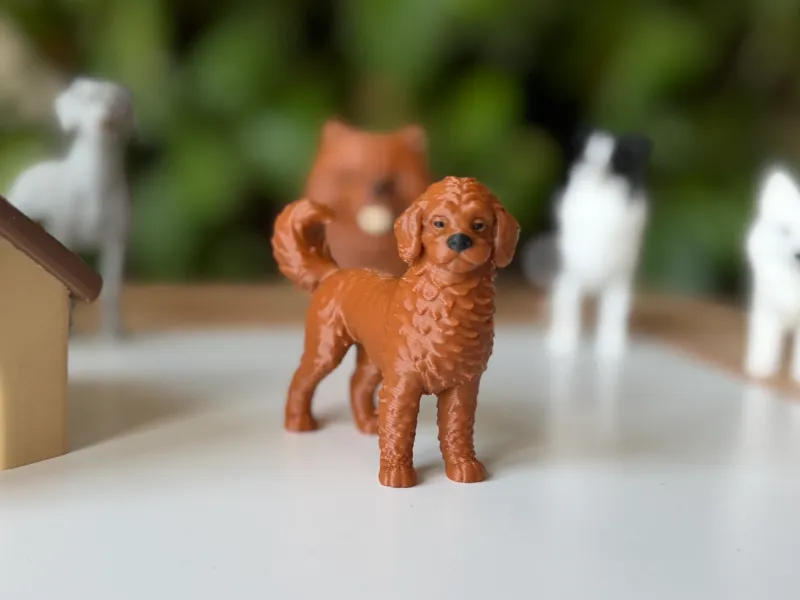Labradoodle