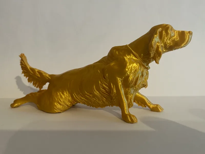 English Setter Hunting Dog Lay Position Pointing
