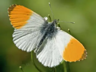Oranjetipje magneet / Anthocharis cardamines magnet