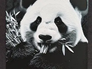 Panda II.
