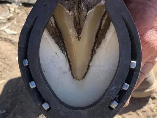 3d horse pad test