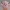 CLEFAIRY-DESPIECE-NO AMS