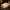 Aepyornis maximus Skull