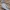 裸脸灰蕉鹃