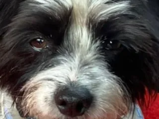 Littel Dog