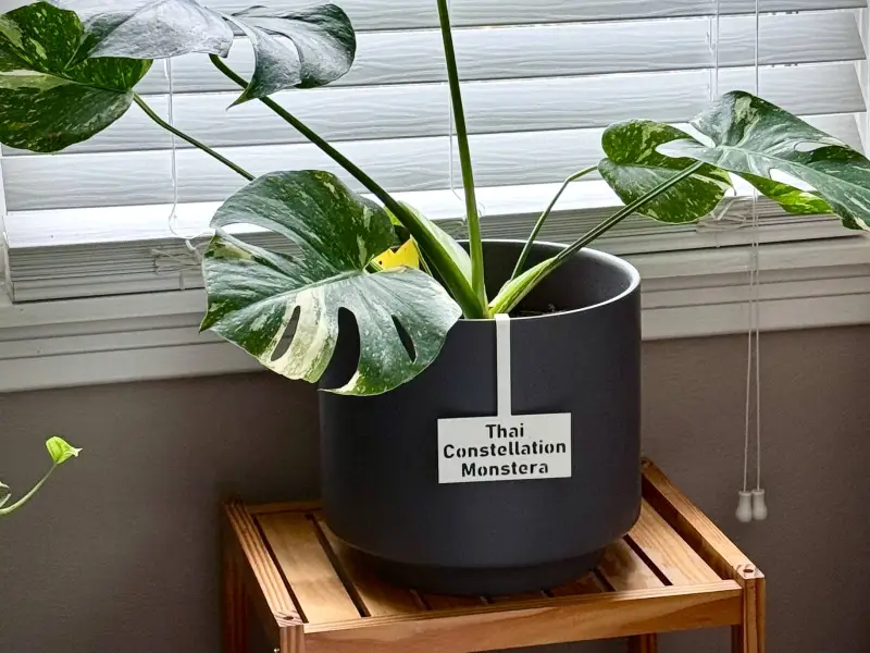 Cartellino per Pianta Suspensa Monstera Thai Constellation