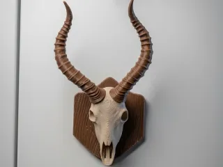 Antelope Trophy Hunting