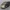 Toyota Alphard V MS 2006
