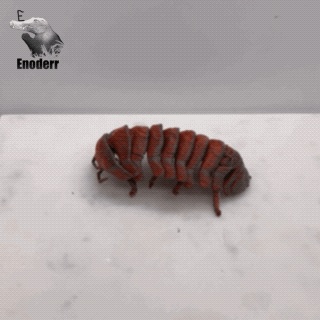 Isópodo articulado