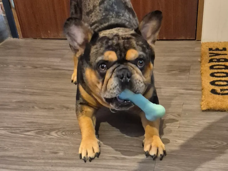 Os chien jouet