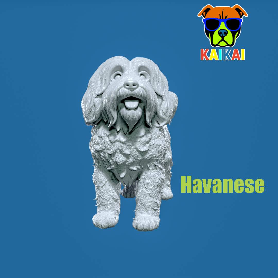 Havanese Cuban Bichon Dog model - 3D print