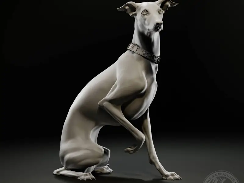 Italian Greyhound