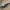 Diplocaulus-Schädel