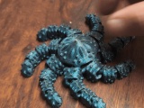 Flexible Starfish - Sevenflex-0