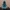 Great White Shark – Breach