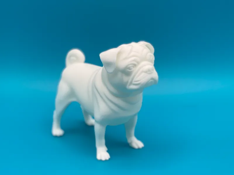 Dog breed Pug