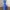 Lumira Bluebottle