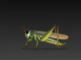 mytologisk cricket-0