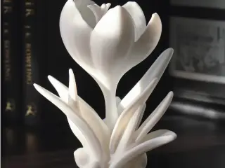 Crocus