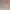 Waifu Fan art Figurine Ranma 1/2