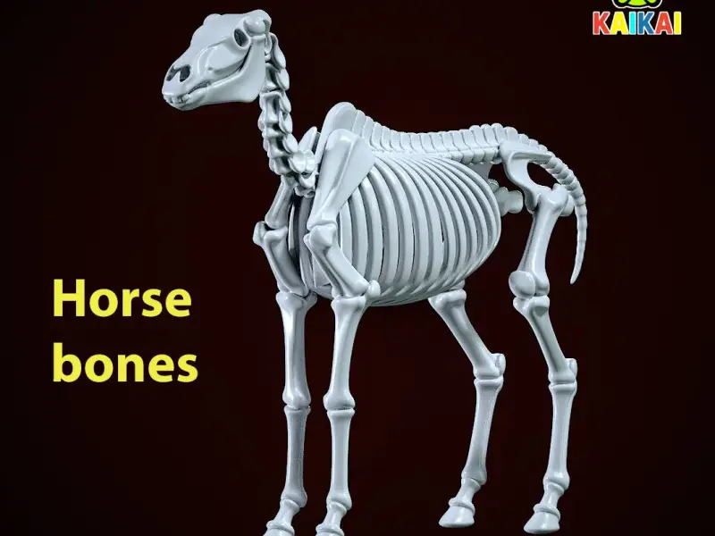 Decorative Horse Bones - Animal Bone Model - 3D print