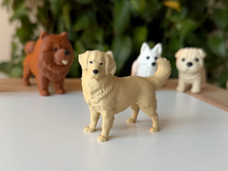 Golden Retriever