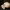 Apidium Skull