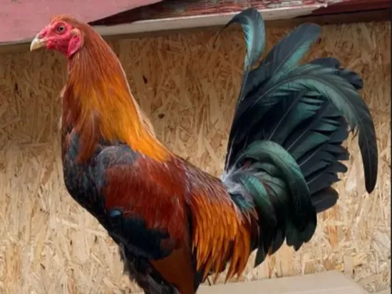 GALLO