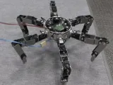 Little Spider-0