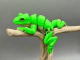 Tree Frog-0