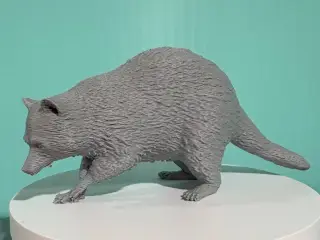 Racoon
