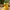 PineappleDuck_Bambu
