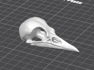 Bird skull