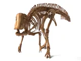Hypacrosaurus_Skeleton – Realistic Detailed Hadrosaur Dinosa-0