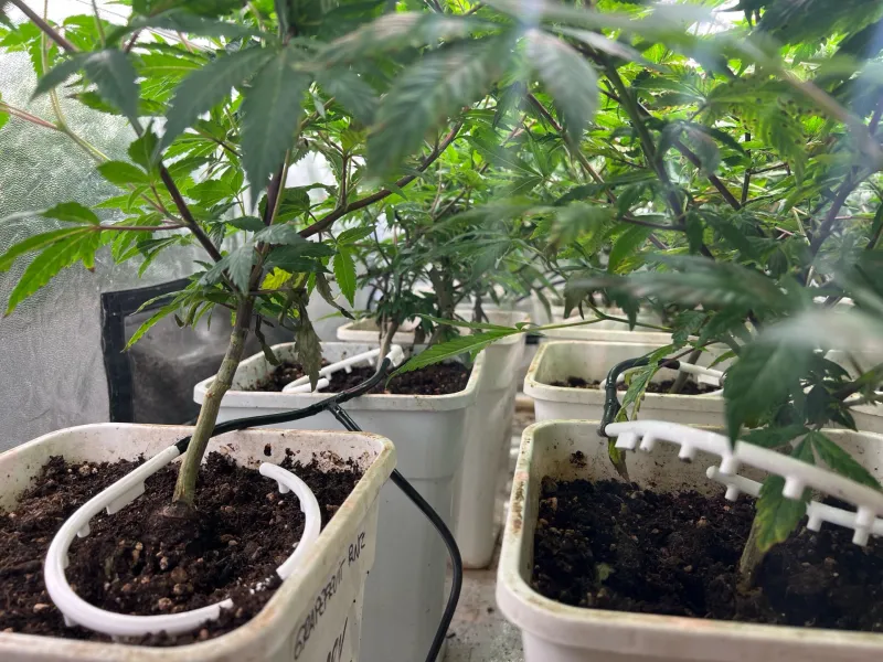 Riego Cultivo