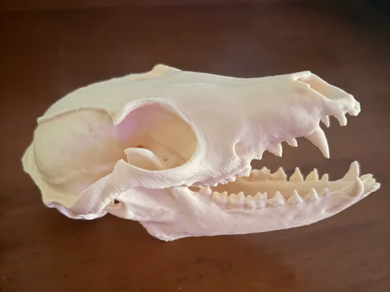 Ultrarealistischer Fuchsschädel (Einfacher Druck)
