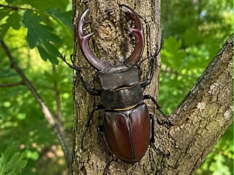 Stag beetle very realistic