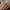 Azure Lattice Ring – Noah0x03
